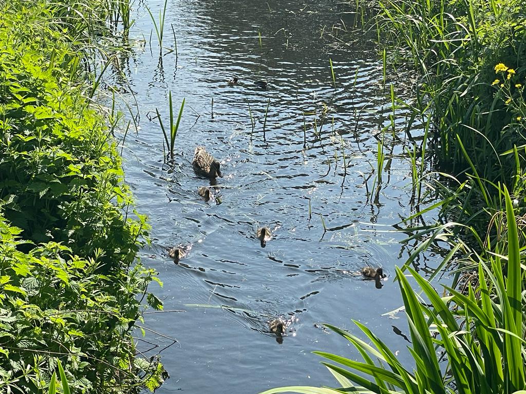 18b Gattington Park Tingdene Overstone Ducks